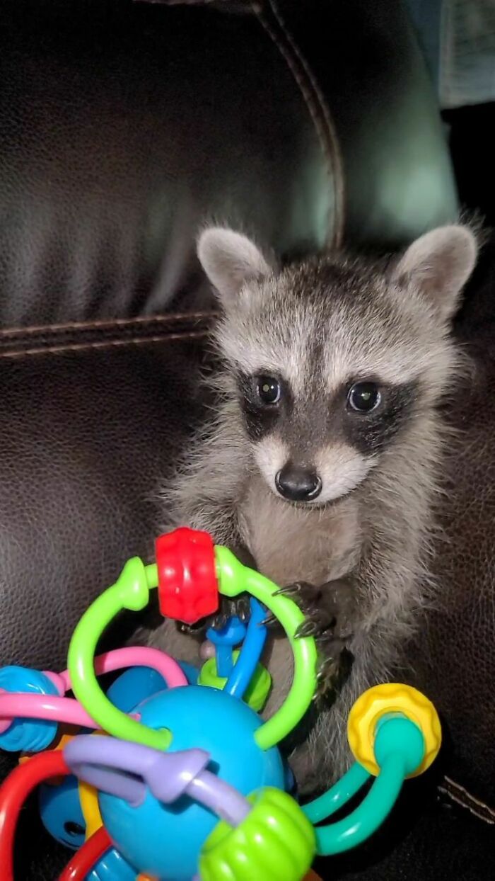 This Rescued Raccoon Fought For His Life Since The Beginning And Now He’s Thriving