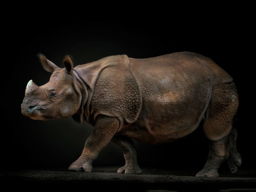 Photographer Continues To Make Impactful Portraits Of Wild Animals (65 New Pics)