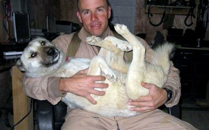In 2007, Us Marine, Brian Dennis Befriended A Stray Desert Dog Called Nubs In Iraq. After The Dog Was Stabbed With A Screwdriver, The Marine Nursed Him Back To Health