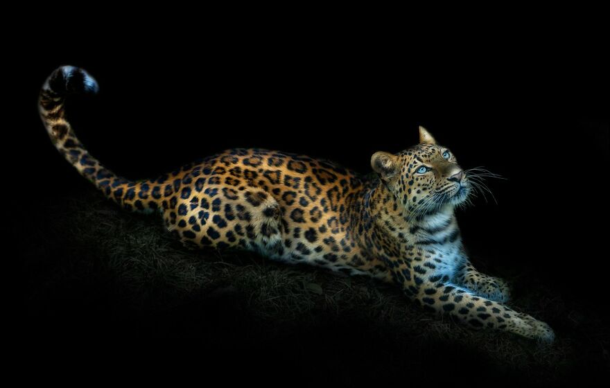 Photographer Continues To Make Impactful Portraits Of Wild Animals (65 New Pics)