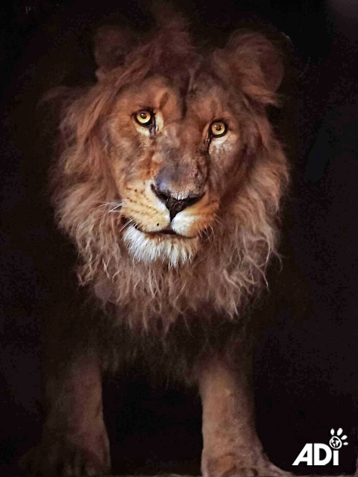 Ruben, the lion from Armenia