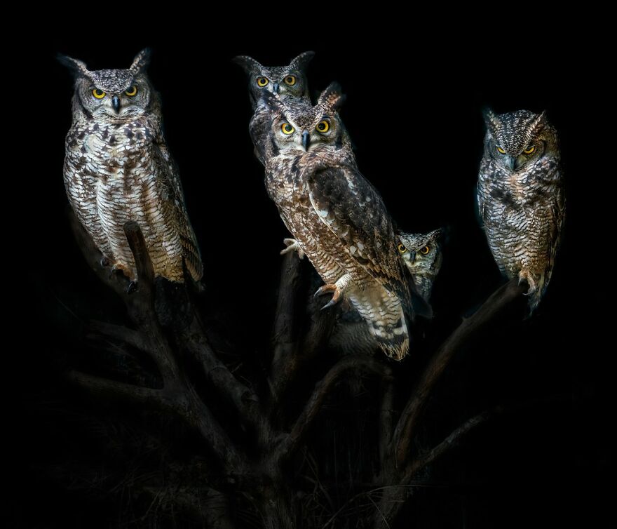 Photographer Continues To Make Impactful Portraits Of Wild Animals (65 New Pics)