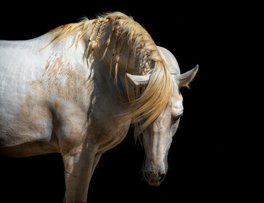 Photographer Continues To Make Impactful Portraits Of Wild Animals (65 New Pics)