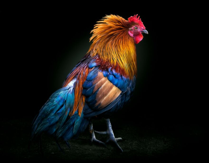 Photographer Continues To Make Impactful Portraits Of Wild Animals (65 New Pics)