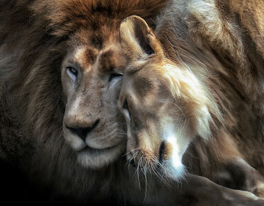 Photographer Continues To Make Impactful Portraits Of Wild Animals (65 New Pics)