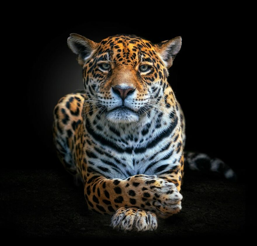 Photographer Continues To Make Impactful Portraits Of Wild Animals (65 New Pics)