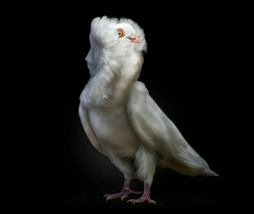 Photographer Continues To Make Impactful Portraits Of Wild Animals (65 New Pics)