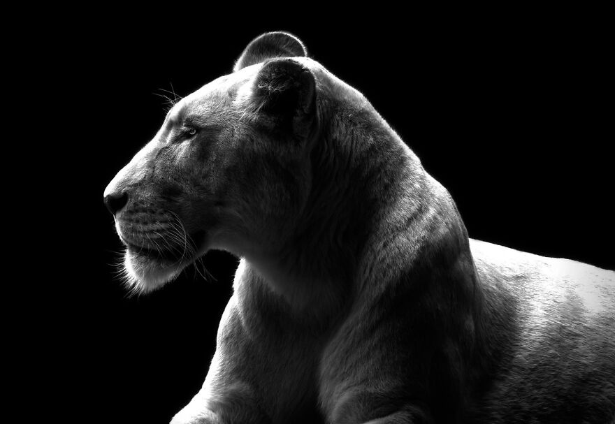 Photographer Continues To Make Impactful Portraits Of Wild Animals (65 New Pics)