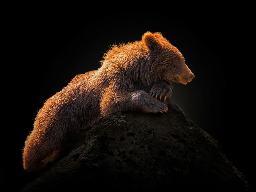 Photographer Continues To Make Impactful Portraits Of Wild Animals (65 New Pics)