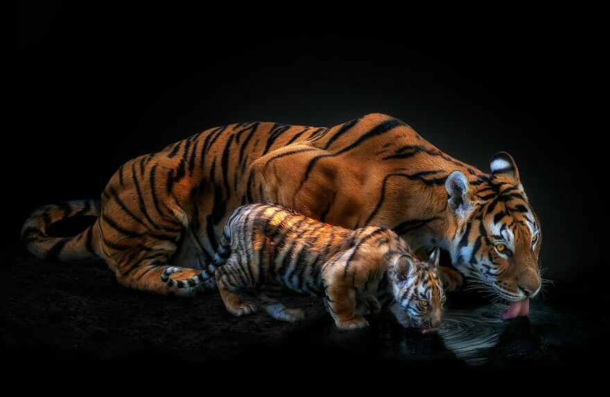Photographer Continues To Make Impactful Portraits Of Wild Animals (65 New Pics)