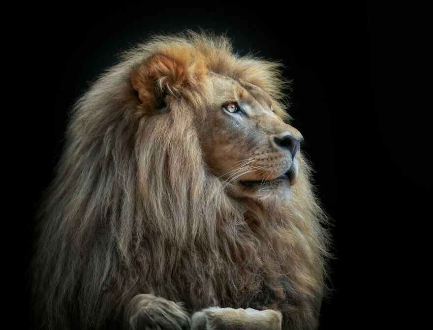 Photographer Continues To Make Impactful Portraits Of Wild Animals (65 New Pics)