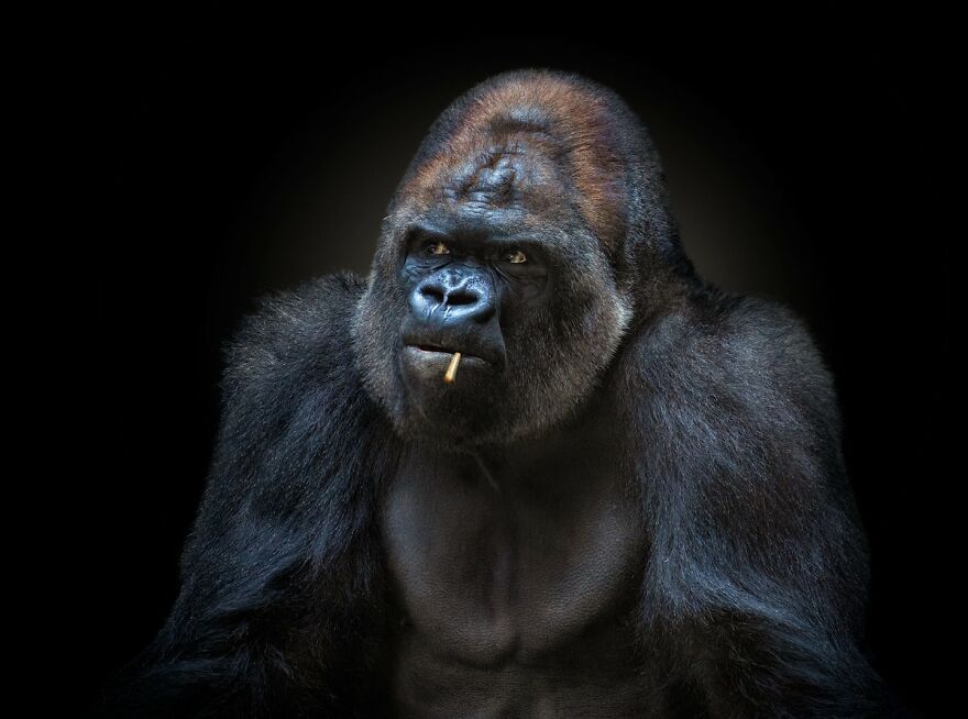 Photographer Continues To Make Impactful Portraits Of Wild Animals (65 New Pics)