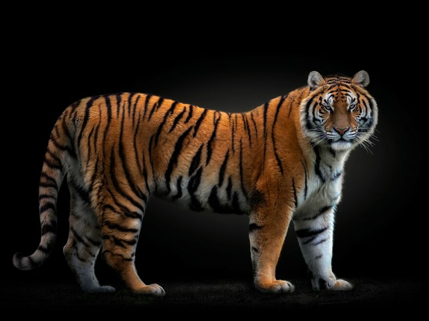 Photographer Continues To Make Impactful Portraits Of Wild Animals (65 New Pics)