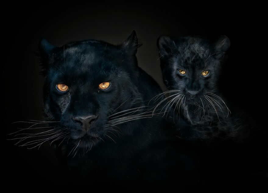 Photographer Continues To Make Impactful Portraits Of Wild Animals (65 New Pics)