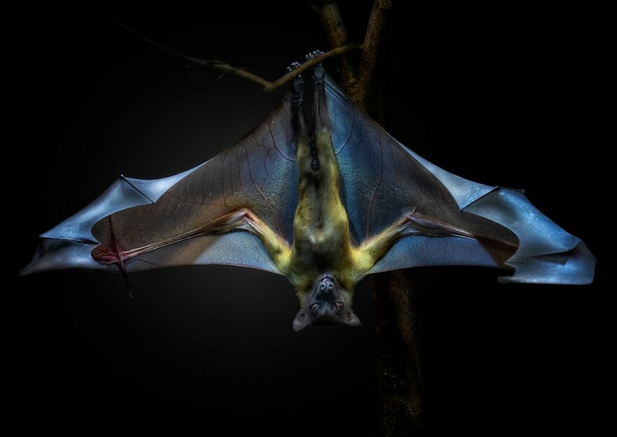 Photographer Continues To Make Impactful Portraits Of Wild Animals (65 New Pics)