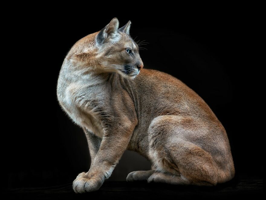 Photographer Continues To Make Impactful Portraits Of Wild Animals (65 New Pics)