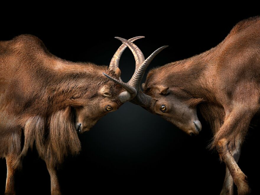 Photographer Continues To Make Impactful Portraits Of Wild Animals (65 New Pics)
