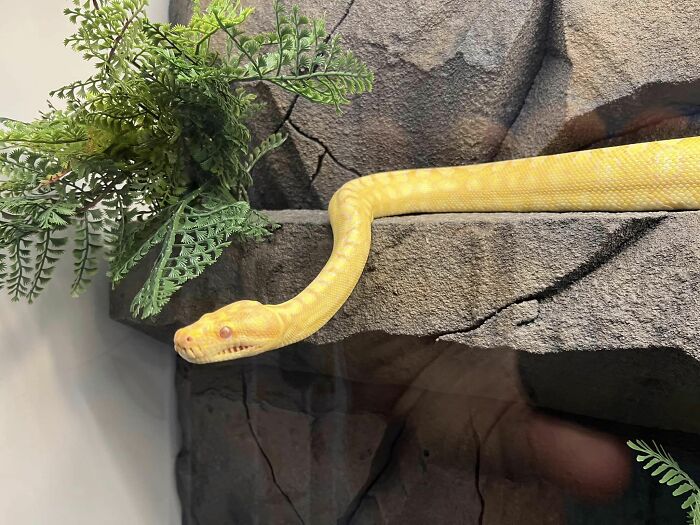 My 6ft Noodle, Who Answers To Noodles