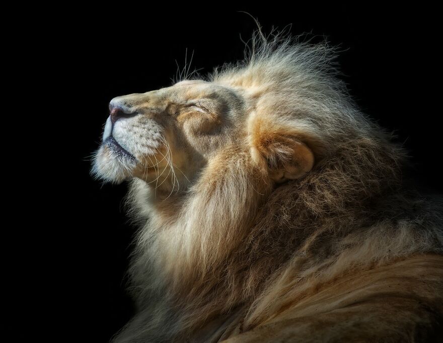 Photographer Continues To Make Impactful Portraits Of Wild Animals (65 New Pics)