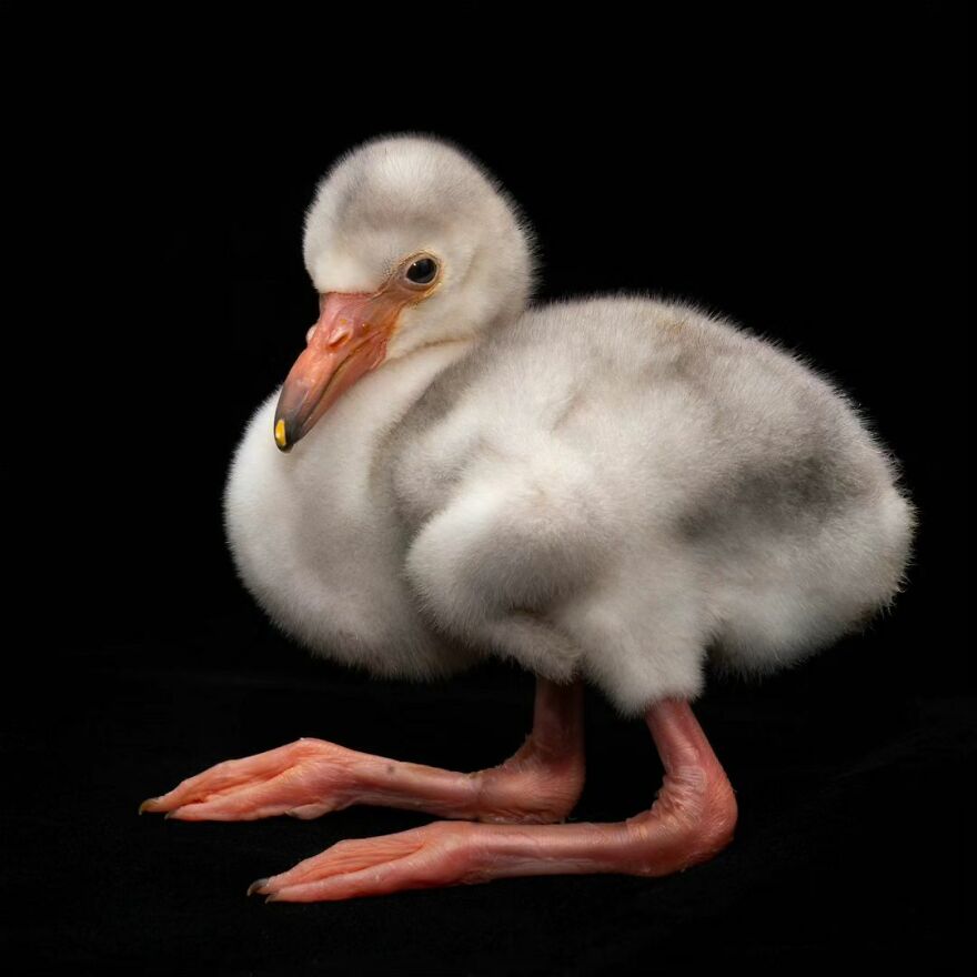 Photographer Continues To Make Impactful Portraits Of Wild Animals (65 New Pics)