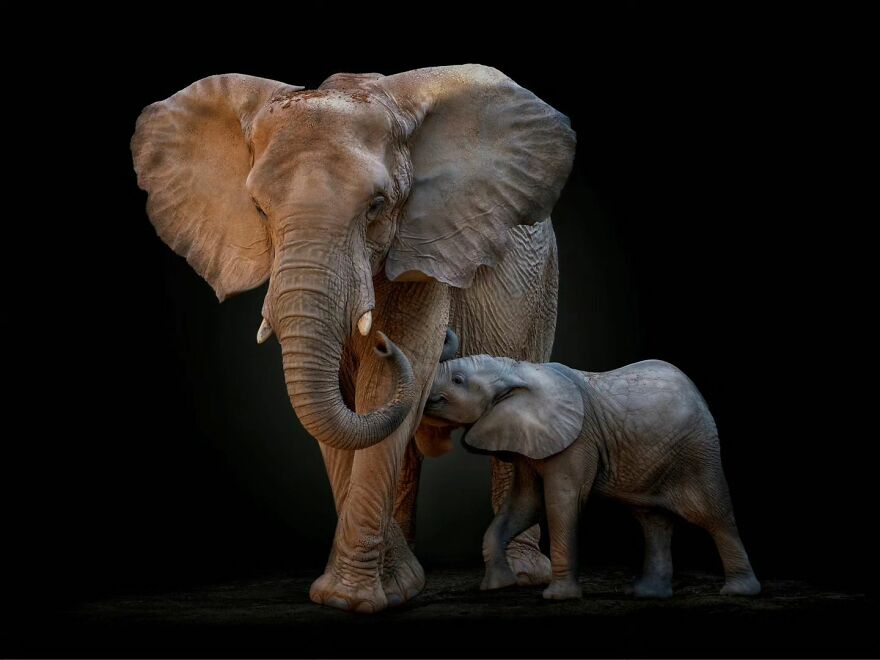 Photographer Continues To Make Impactful Portraits Of Wild Animals (65 New Pics)