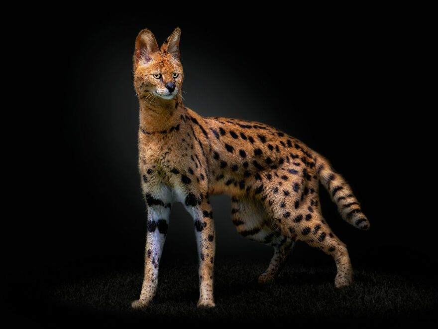 Photographer Continues To Make Impactful Portraits Of Wild Animals (65 New Pics)