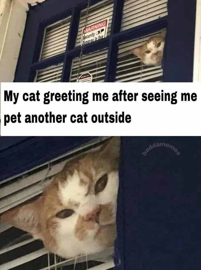 Memes-For-My-Cat
