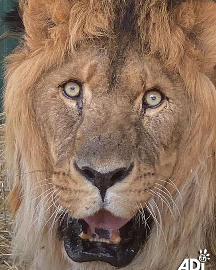 The lion, Ruben in his concrete cage in Armenia The lion, Ruben in his concrete cage in Armenia