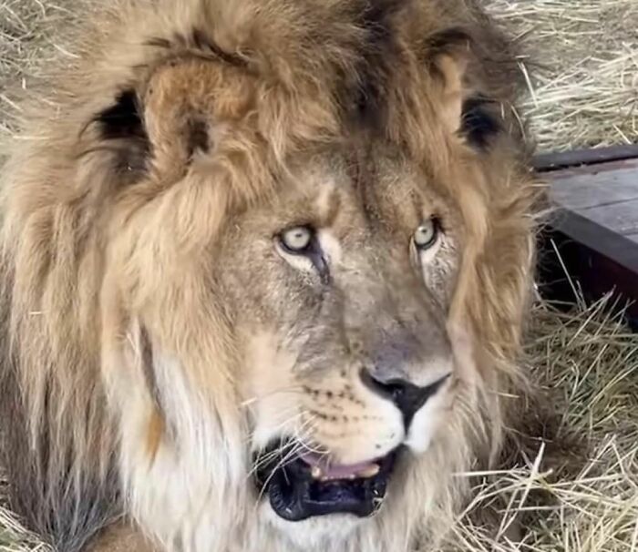 Lion Ruben in his new facility Lion Ruben in his new facility