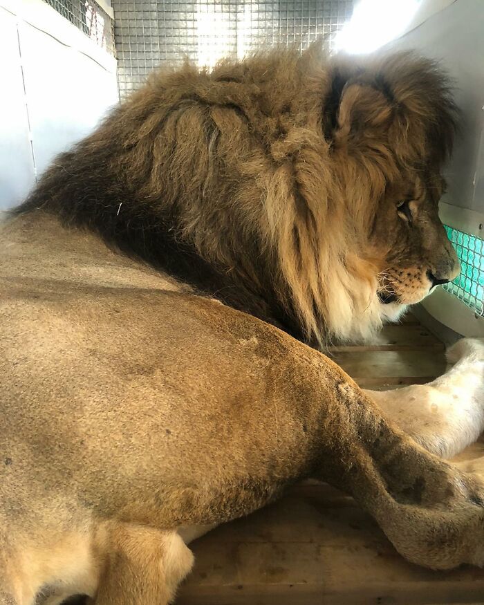 Lion Ruben traveling to South Africa Lion Ruben traveling to South Africa