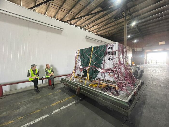 Lion Ruben traveling to South Africa Lion Ruben traveling to South Africa