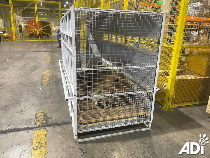 Lion Ruben traveling to South Africa Lion Ruben traveling to South Africa