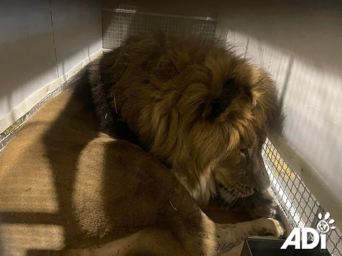 Lion Ruben traveling to South Africa Lion Ruben traveling to South Africa