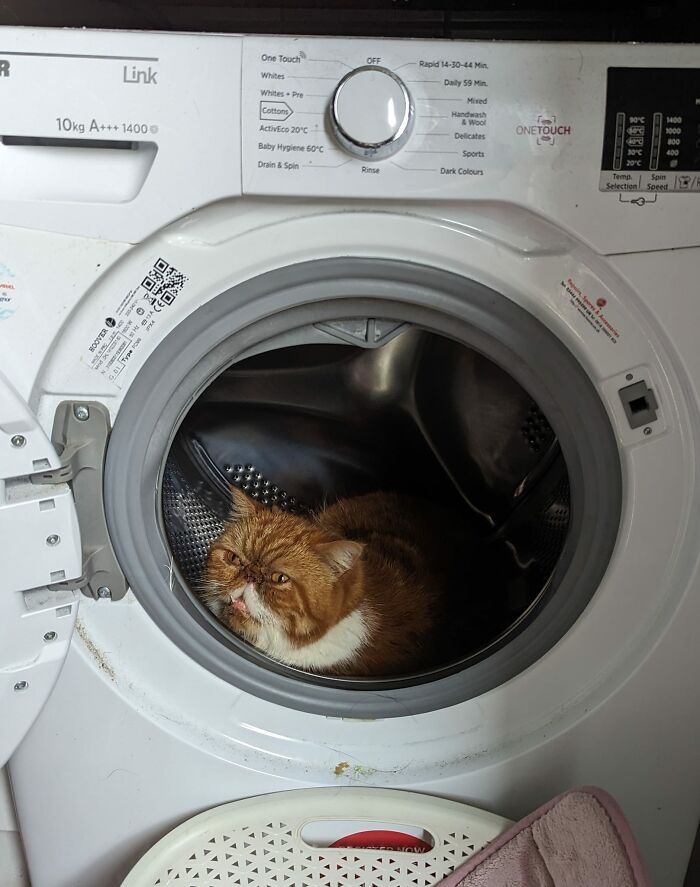 My Washing Machine. Not My Cat