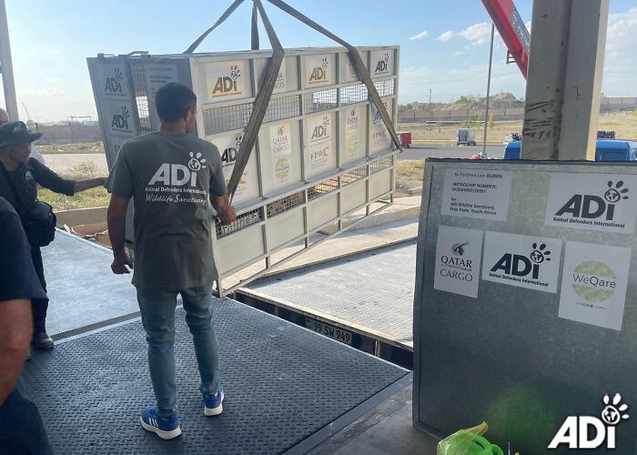 Lion Ruben traveling to South Africa Lion Ruben traveling to South Africa