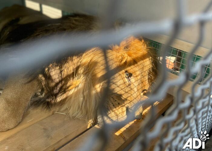 Lion Ruben after arriving to South Africa Lion Ruben after arriving to South Africa