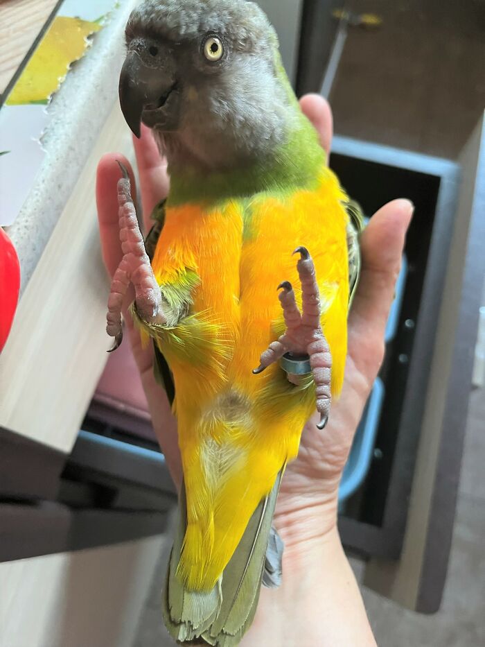 My Senegal Parrot Named Mango. He's A Cuddlebug