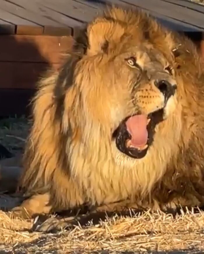 Lion Ruben roaring