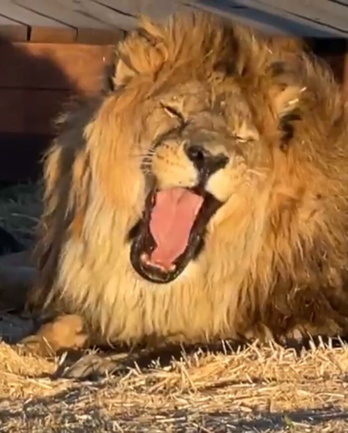 Lion Ruben roaring