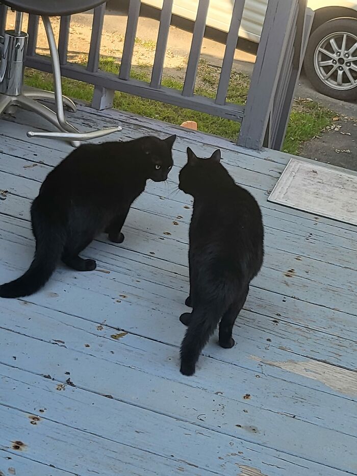 I Have 1 Black Cat. Do They Multiply? Lol *i Know Which Was Mine. He Chased The Visitor Away Shortly After This Picture