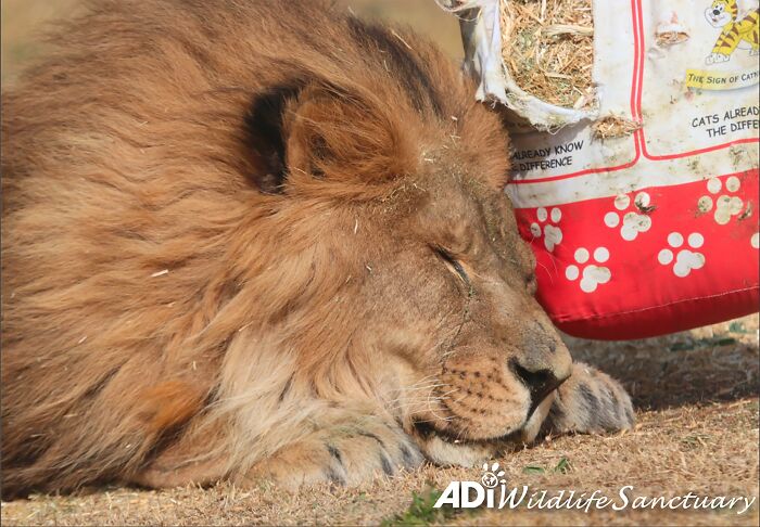 Content Lion Ruben playing in South Africa Content Lion Ruben playing in South Africa