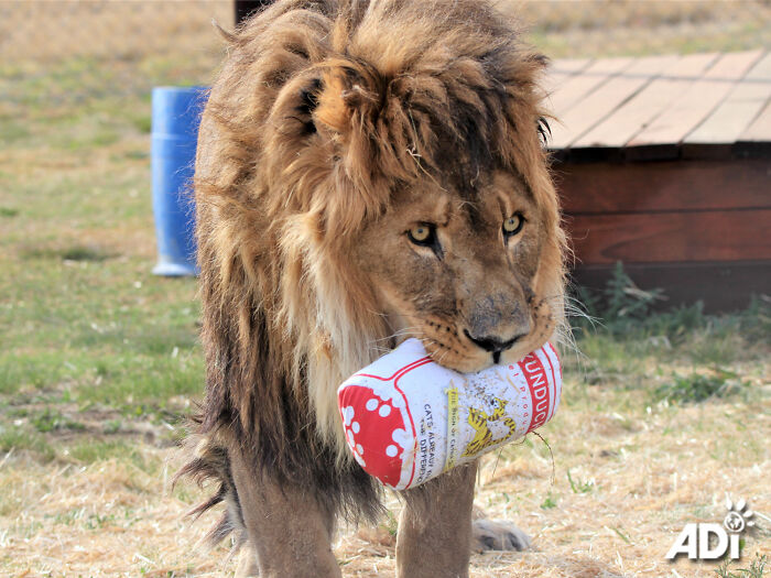 Lion Ruben playing in South Africa Lion Ruben playing in South Africa