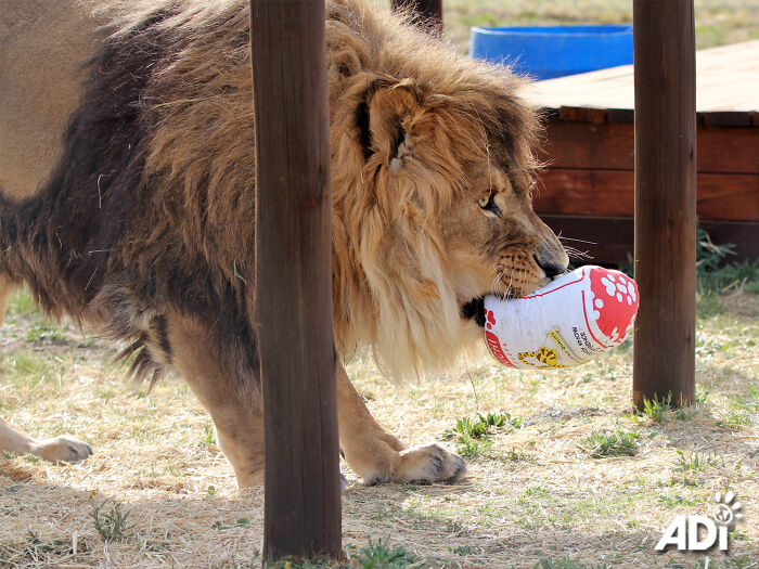 Lion Ruben playing in South Africa