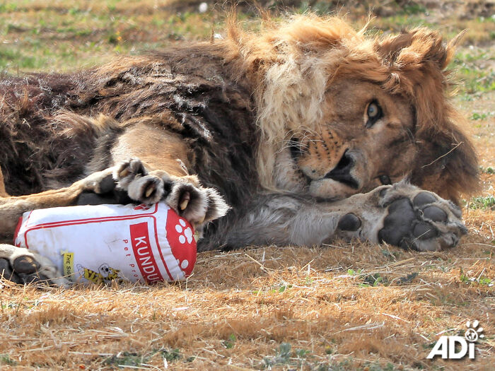 Lion Ruben playing in South Africa Lion Ruben playing in South Africa