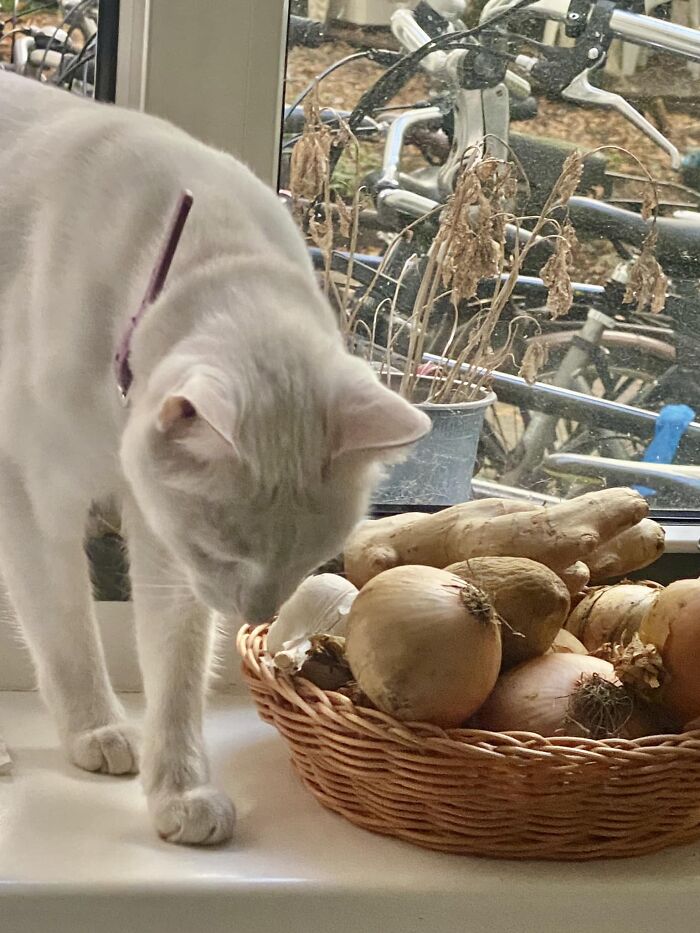 My Onions, My Kitchen, Not My Cat