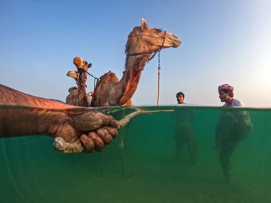 Camel handlers take their camels into the sea for a wash and bath