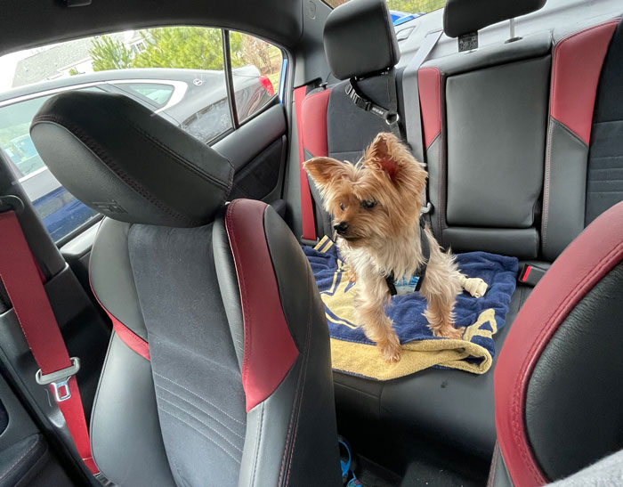 Person Gets Slammed For Taking Their Dog Into The Grocery Store, Vents Online But Finds No Support