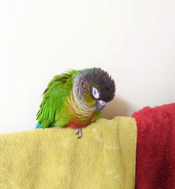 This Is Mango My Rescue Conure. Earlier Today I Was Singing After My Shower And She Started To Fall Asleep