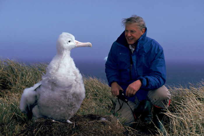Nature Documentary Fans Are Excited To Hear 97 Y.O. David Attenborough Is Making A Return On BBC