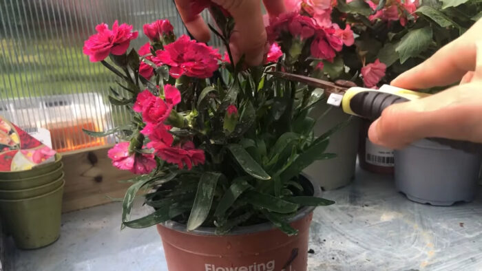 Woman cutting a dianthus flower’s leaves Woman cutting a dianthus flower’s leaves